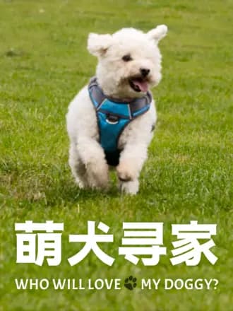 萌犬寻家海报